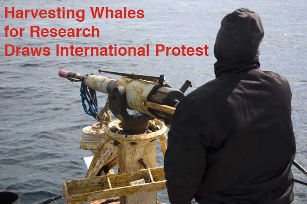 Whaling continues as Japan kills whales to 'study them'.