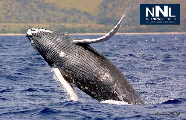 Humpback whale season is generally from November to May with the peak season occurring during the months of January and March.
