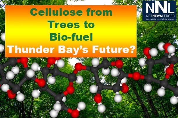 Converting dead plant matter to bio-fuel could change the game for forestry.