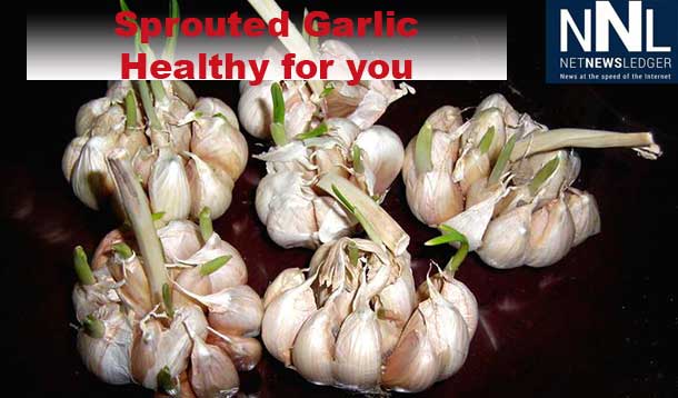 Don't throw out old, sprouting garlic