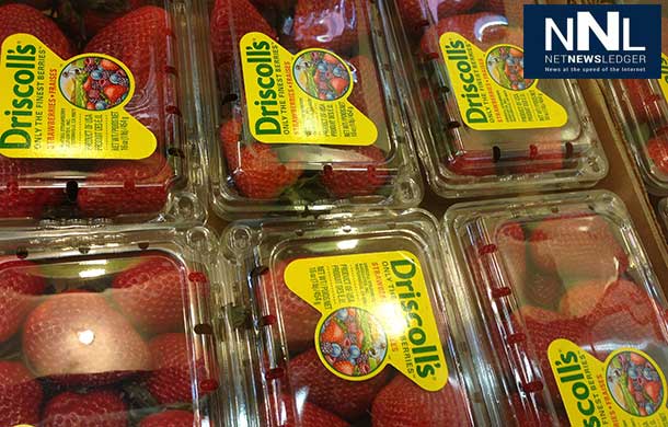 Strawberry prices could almost double in price.
