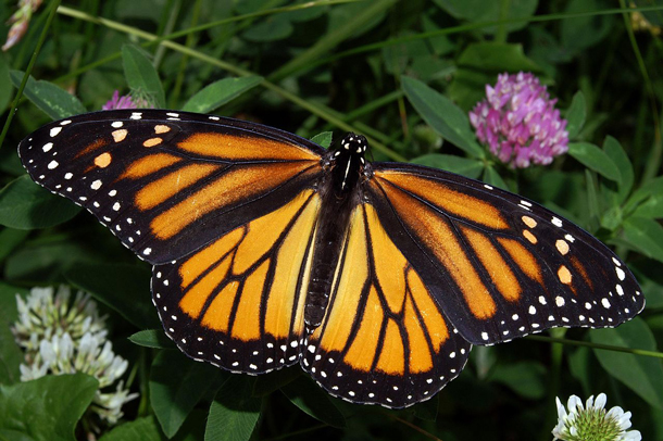 Monarch populations in Mexico plummeted to a record low of about 33.5 million this year from an annual average over the past 15 years of about 350 million and highs of more than one billion