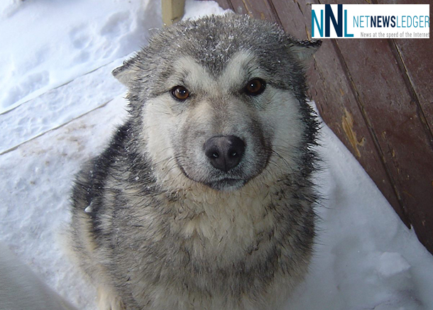 Feeding dogs in the North is the role of the Northern Dog Feeding Program