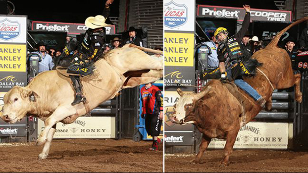 The Bulls were winning over the Cowboys at the PBR Event in New Mexico on Friday Night.