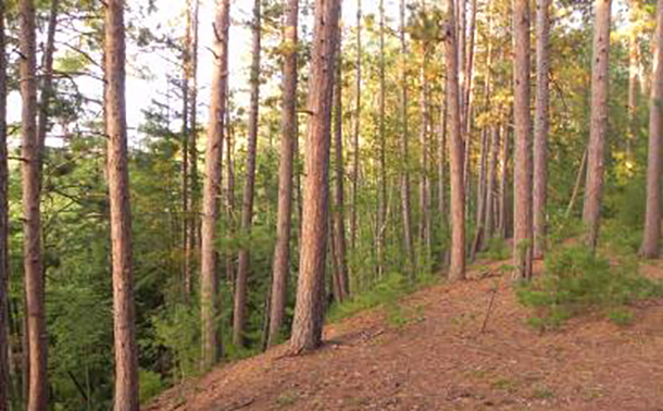 According to an assessment of the effects of a changing climate on Michigan forests led by the U.S. Forest Service, suitable habitat for some species, including the red pine pictured here, is projected to decline across the eastern Upper Peninsula and northern Lower Peninsula by the end of the 21st century. Credit: Stephen Handler, US Forest Service