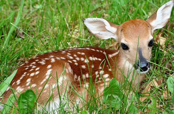 If you find a fawn, or other wildlife it is best to leave it alone. Your instinct to help can be more harmful than helpful.