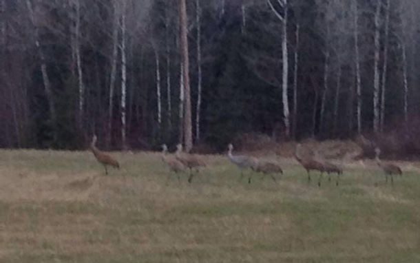 Sand Hill Cranes. Photo credit Lee Noyes from Pass Lake