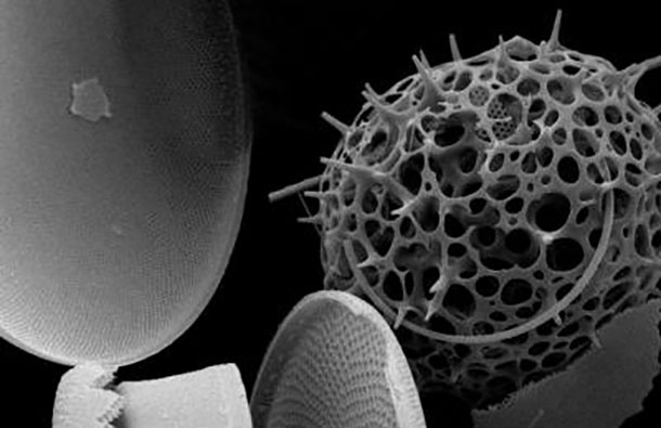 This is a scanning electron microscope image of ocean plankton. Credit: University of Edinburgh