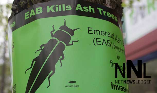 Ash Trees across the city are facing a serious threat from the EAB