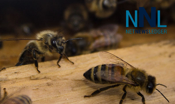 "Every third mouthful of food you eat is because a honeybee was involved. Saving Bees is key to humanity's future on this planet.