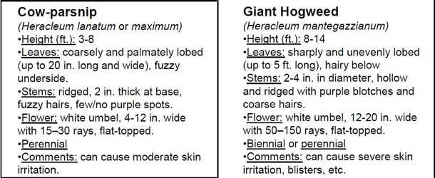 The Thunder Bay District Health Unit has prepared this chart to help compare Giant Hog weed and Cow Parsnip