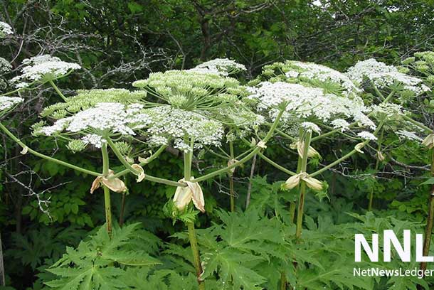 There are no confirmed cases of Giant Hogweed in Thunder Bay
