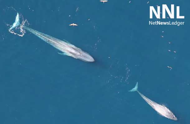 California Blue Whales - a cow and calf just off the California coast