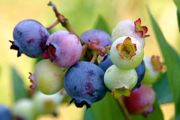 Blueberries are superstars with health advocates