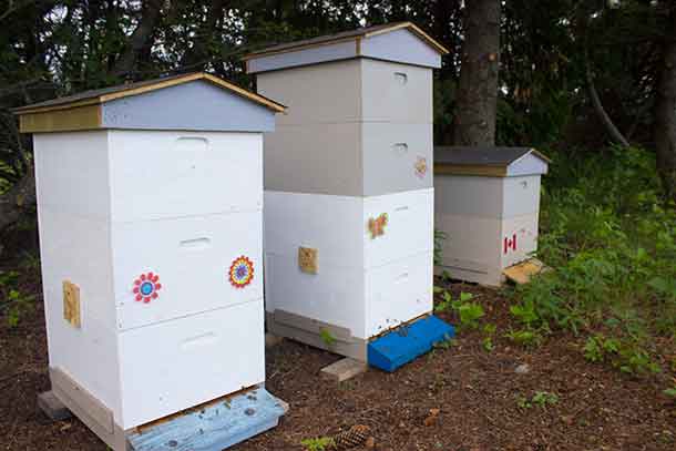 Beehives in Thunder Bay at the Centennial Conservatory