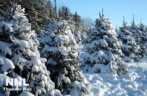 Ontario grown Christmas trees 