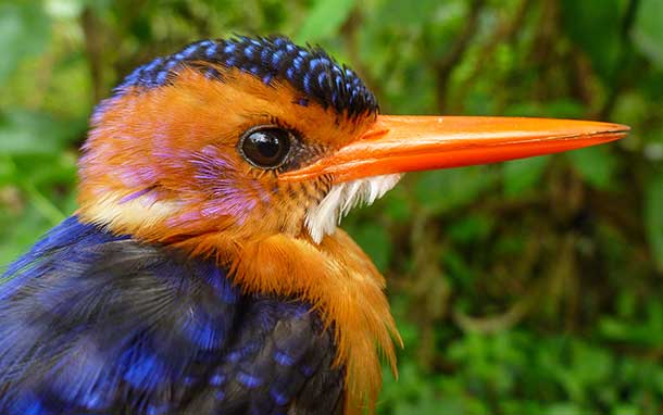 This African pygmy kingfisher is an insect-eating bird in Ethiopian forests. It was among 51 bird species netted by University of Utah researchers who found that shade coffee farms in Ethiopia – the native home of Arabica coffee – are good for birds, but that some species do best in forest.