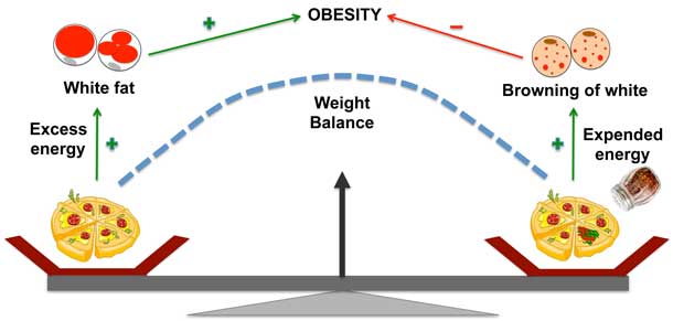 Researchers at the University of Wyoming discover that adding capsaicin from chili peppers to a diet can help to prevent weight gain in mice on high-fat diet