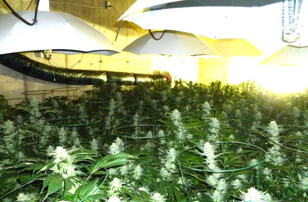 Thunder Bay Police Seize $460k in Marijuana grow op bust