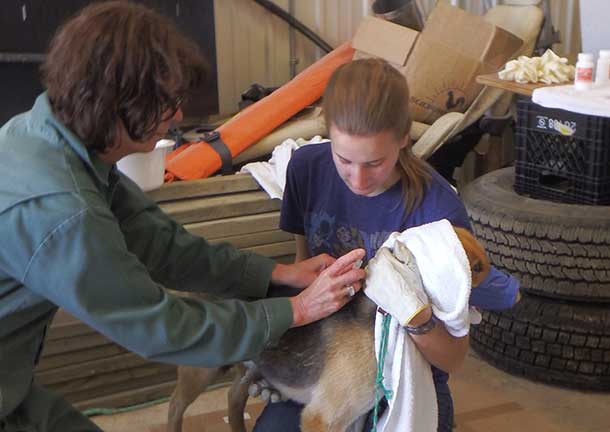 Dr. Judith Samson-French vaccinates “Sparky” as Veterinary Assistant Alexandra Bogner handles the dog at the free dog clinic in Peawanuck.