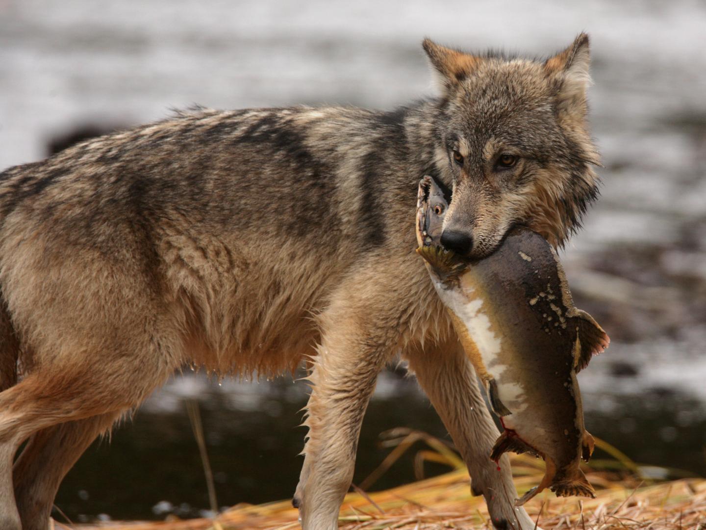 A coastal wolf is hunting salmon in British Columbia, Canada. Photo by Guillaume Mazille