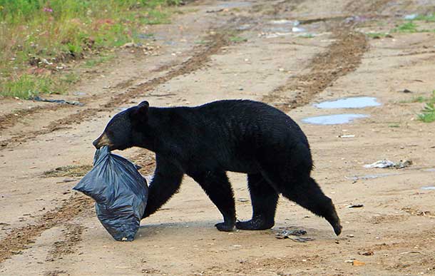 A black bear helps itself to a garbage bag at the local dump in Peawanuck. (Photo by Pam Chookomoolin)