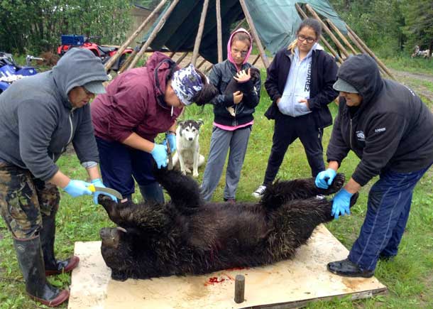 (from left to right) Jean Hunter, Georgina Wabano, Layla mack, Aurora Gull and Annie Wabano prepare to move the bear after it was shot by a local resident (Photo by Pam Chookomoolin)