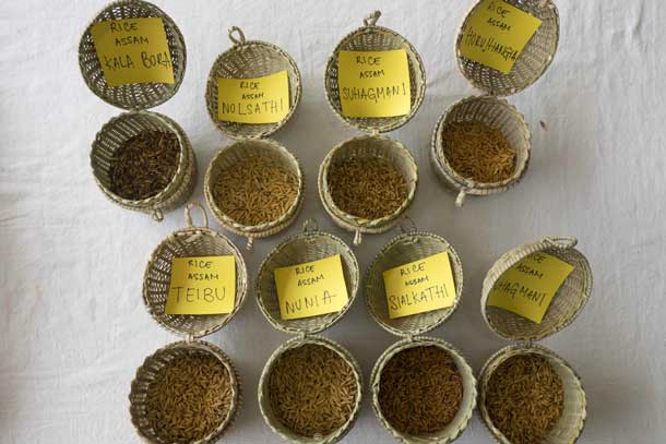 Rice varieties from northeastern India at ITM, where the focus was on food sovereignty and other sustainability issues. Credit: Copyright 2015 Carla Capalbo