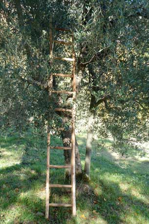 An olive tree. Credit: Copyright 2016 Nancy Harmon Jenkins