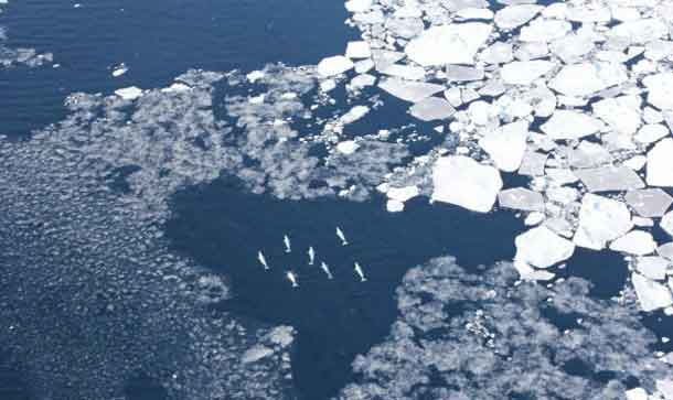 Research is finding out how Beluga Whales will handle changing climate