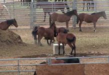 Wild Horse Populations Under Attack in United States