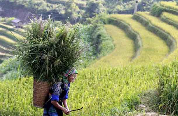 A Vietnamese woman of Hmong ethnic tribe carries a grass basket on a terraced rice paddy field during the harvest season in Mu Cang Chai, northwest of Hanoi October 3, 2015. REUTERS/Kham