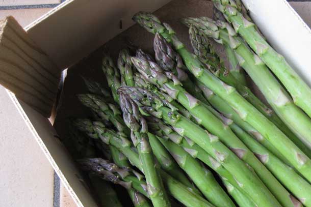 Freshly cut asparagus. Credit: Copyright 2016 Sue Style