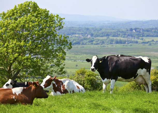 Cattle Dairy