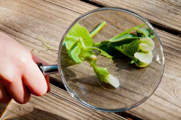 Gardening with Kids