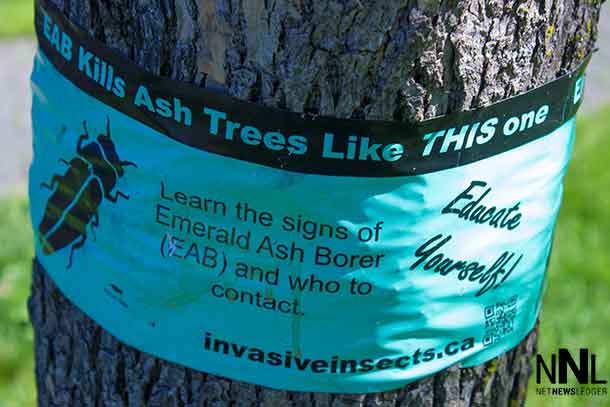 Invasive Emerald Ash Borer (EAB) has been detected in Thunder Bay
