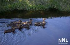 Family of Mallard Ducks at Kam River Park - July 5 2016