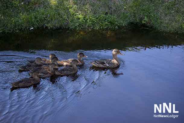 Family of Mallard Ducks at Kam River Park - July 5 2016