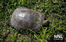 Turtle at Kam River Park - July 5 2016