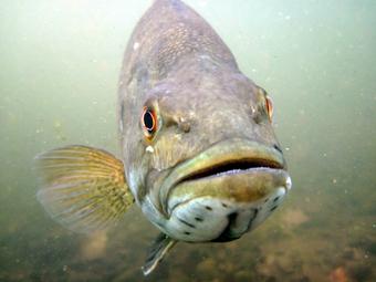 Smallmouth bass. Courtesy, Gretchen Hansen, Minnesota Department of Natural Resources.