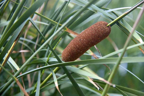 Cattails