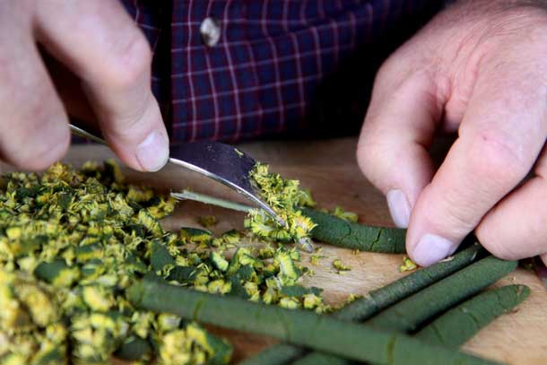 Preparing cattail flowers. 