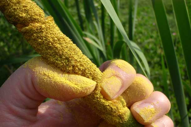 Cattail pollen