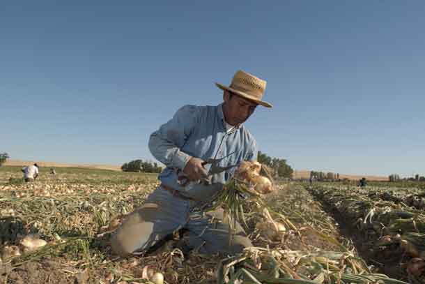 Heirloom Onions? You Bet Your Walla Walla Sweets