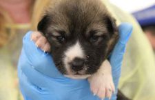 dog-rescue-north-star-air-1