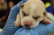 dog-rescue-north-star-air-2