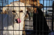 dog-rescue-north-star-air-3