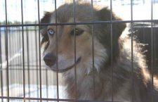 dog-rescue-north-star-air-4