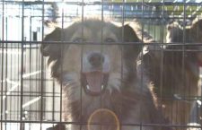 dog-rescue-north-star-air-5