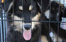 dog-rescue-north-star-air-6